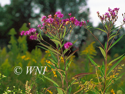 Tall Ironweed (Vernonia gigantea)